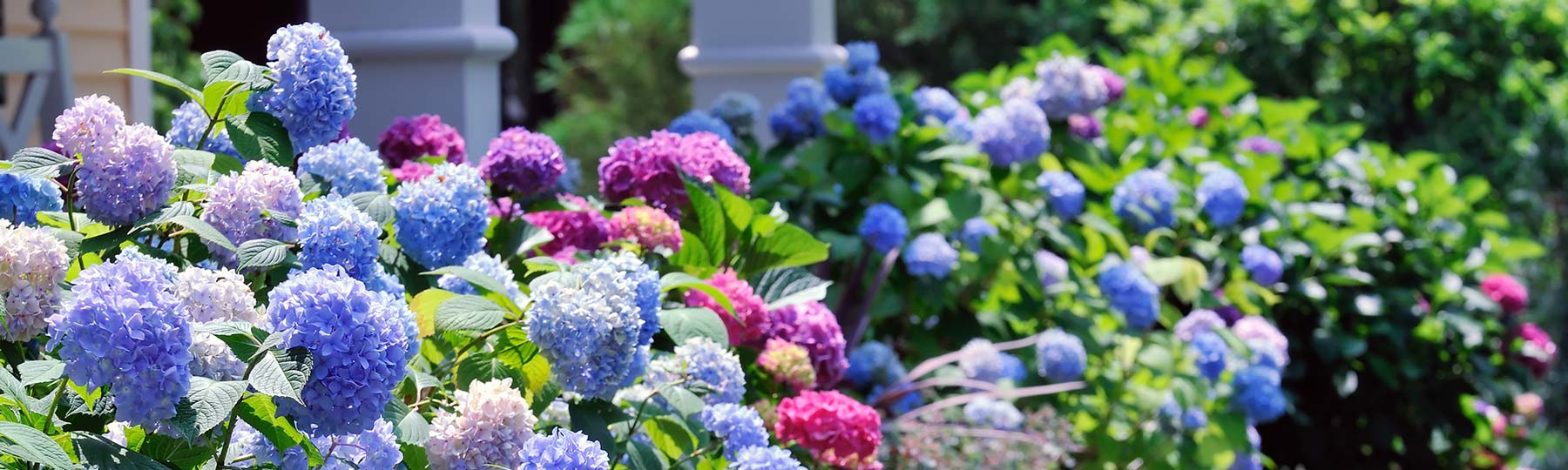 Blue and purple spring flowers
