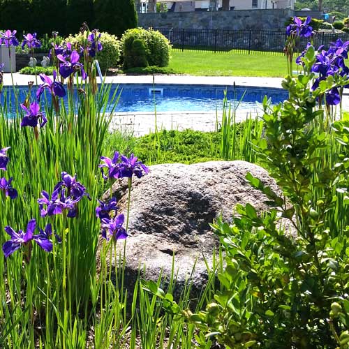 In ground pool stone and flowers
