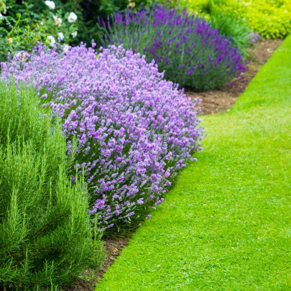 Edged lawn and flower bed