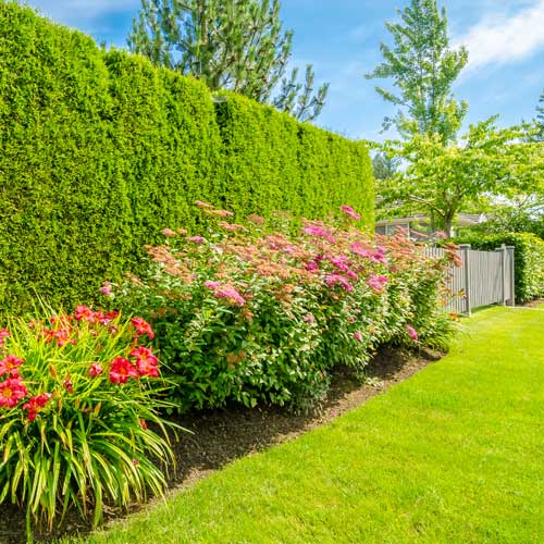 Hedge wall and flowers